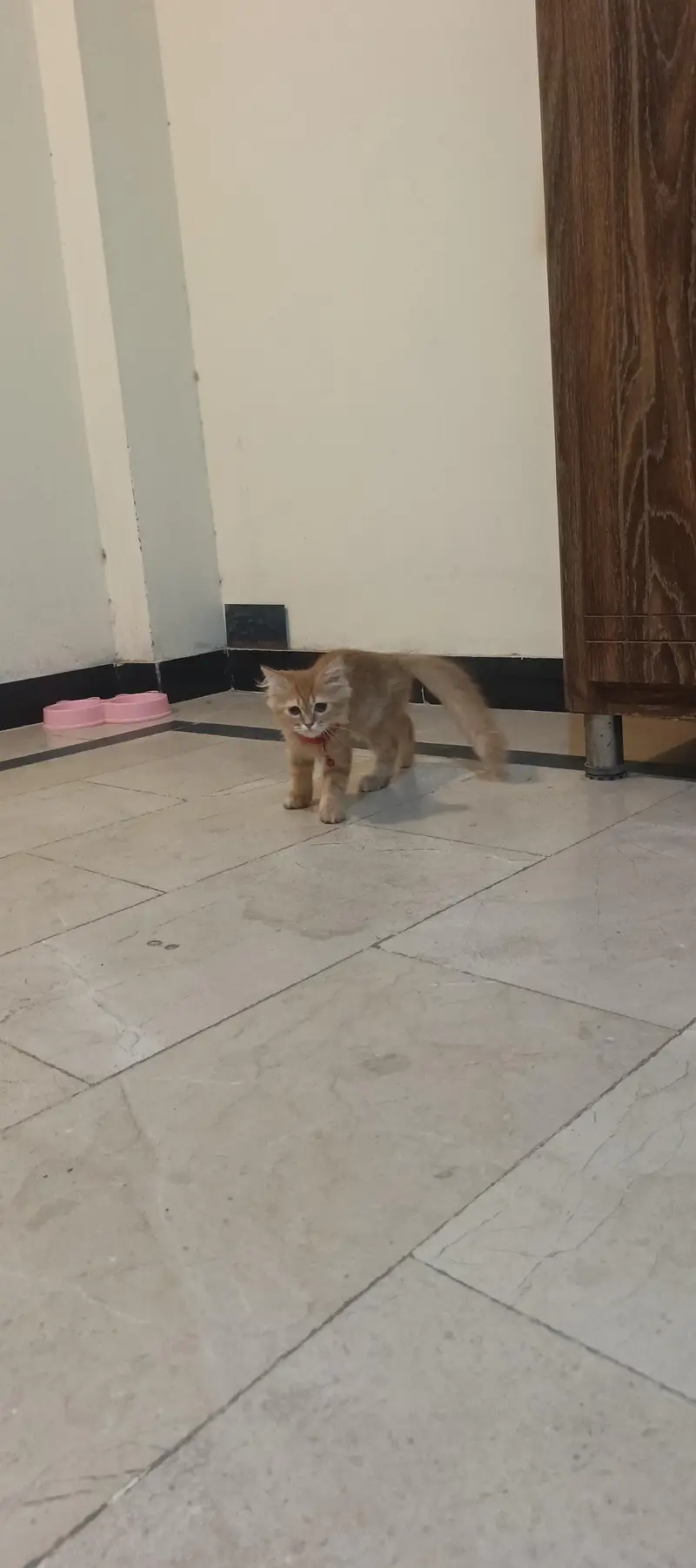 Persian cat Fawn colour — photo 8