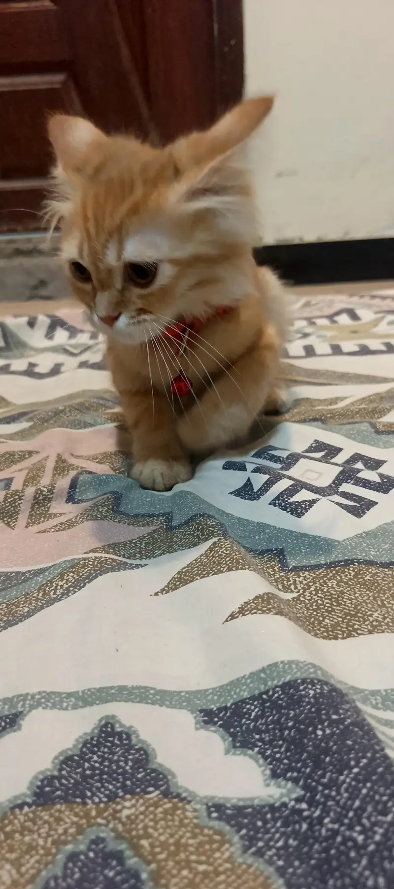 Persian cat Fawn colour — photo 9