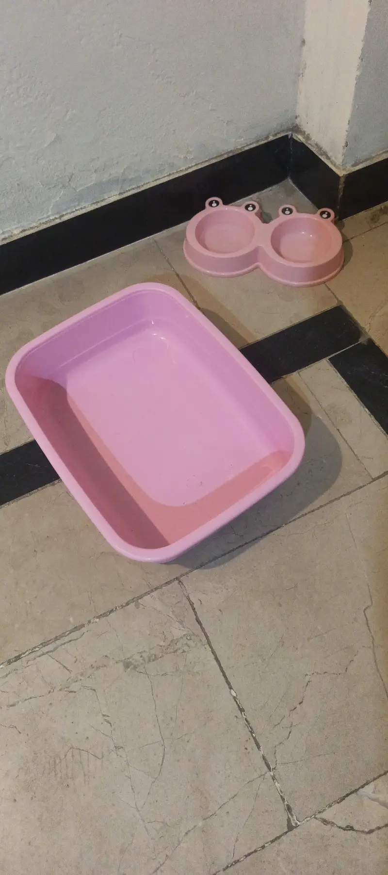 Persian cat Fawn colour — photo 10