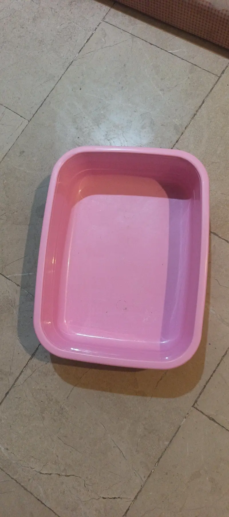 Persian cat Fawn colour — photo 11