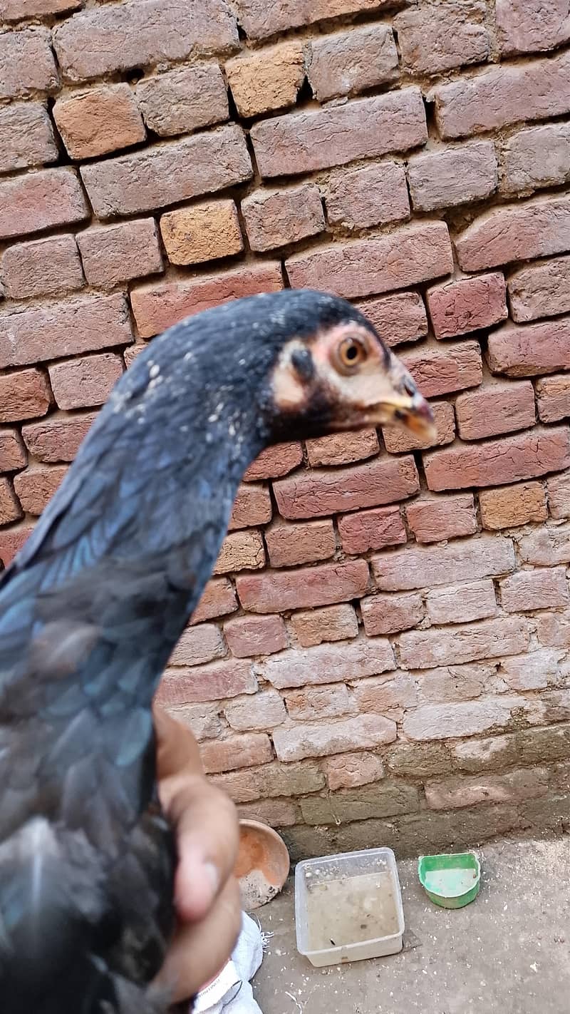 hens for sell 1
