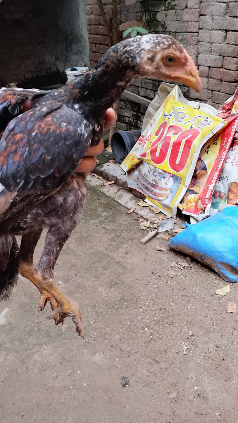 hens for sell 2