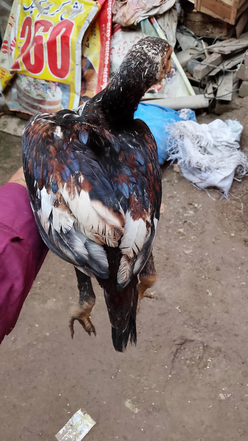 hens for sell 3
