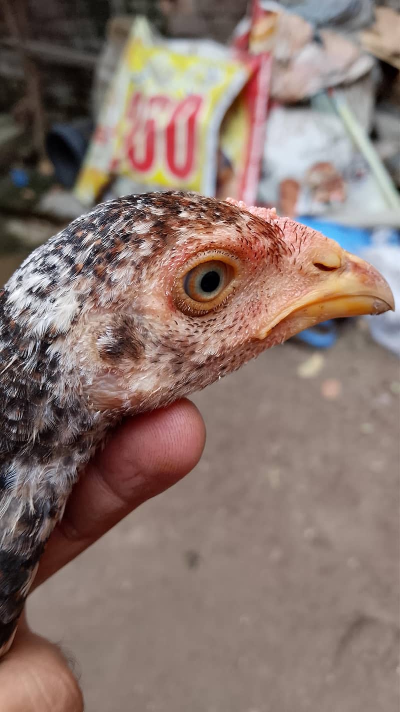 hens for sell 4