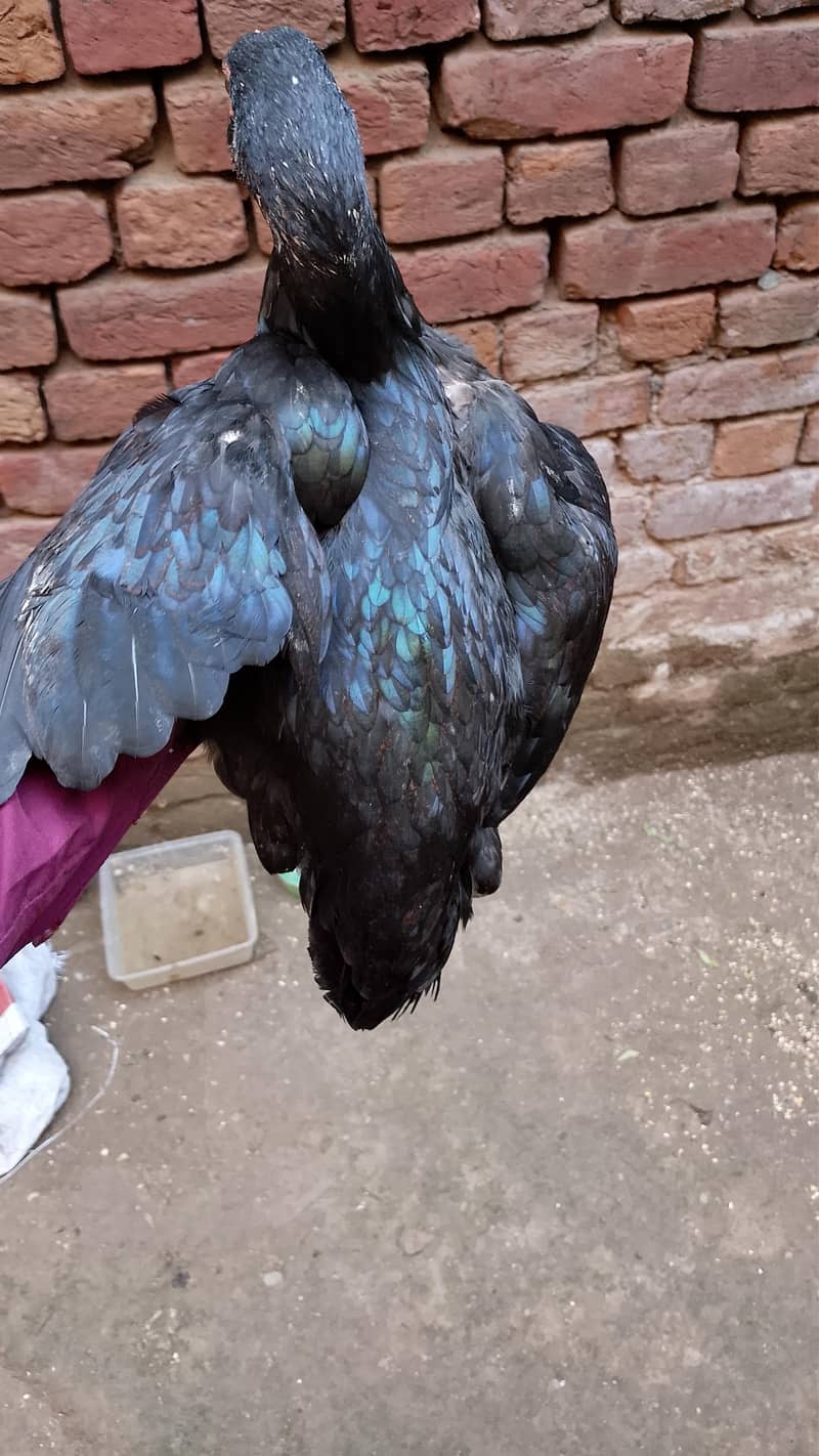 hens for sell 5