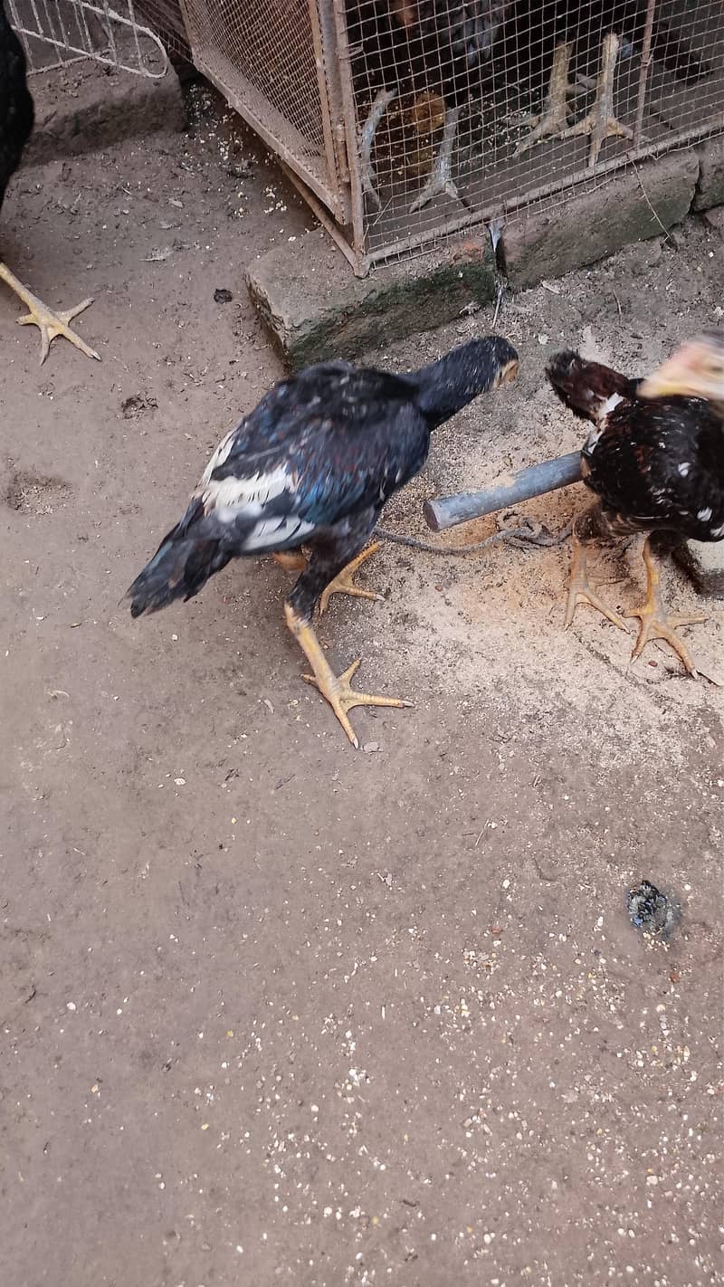 hens for sell 6
