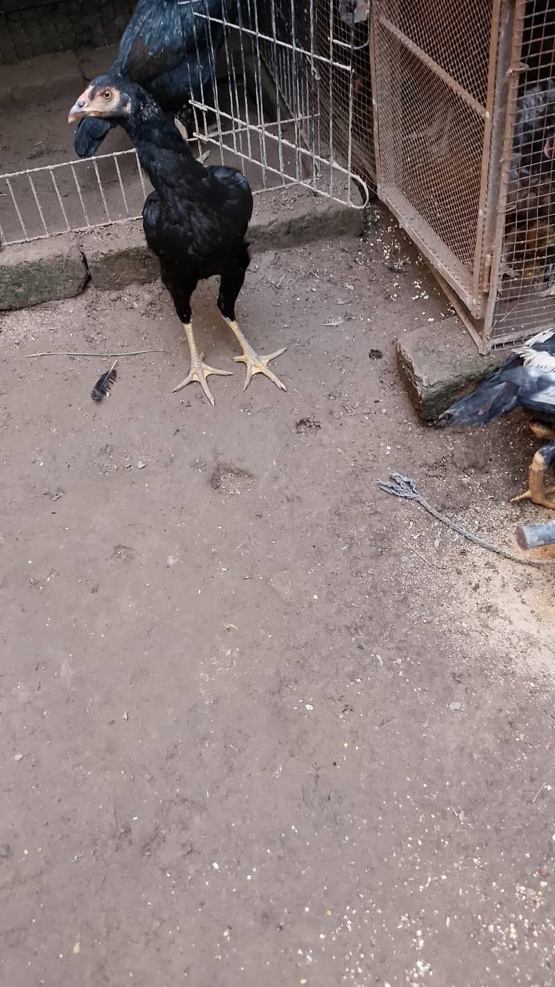 hens for sell 7