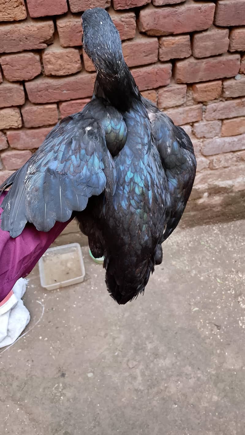 hens for sell 8