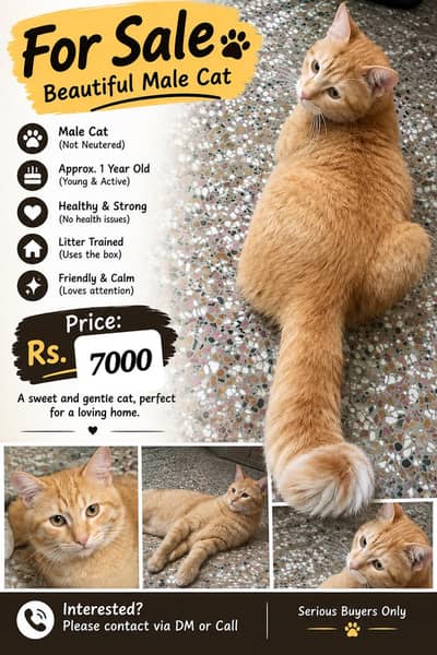 Beautiful Ginger Male Cat