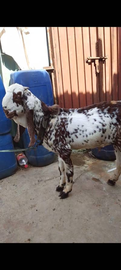 makkhi China baccha