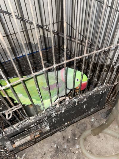 Raw  parrat  and  Cage  with box bes offer