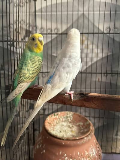 Budgie/ Australian Parrots For Sale -2 Pairs and Kids