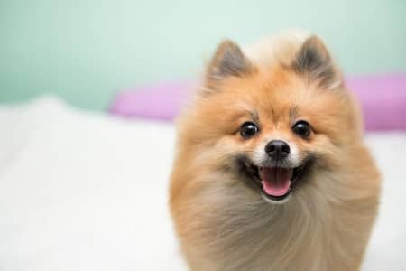 Pomeranian high quality for sale