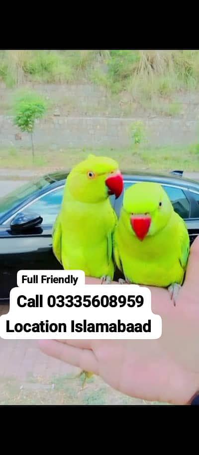 Single 5,500 Hand Tamed Green Ring Neck Parrots Male/Female