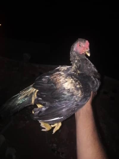 Hen's