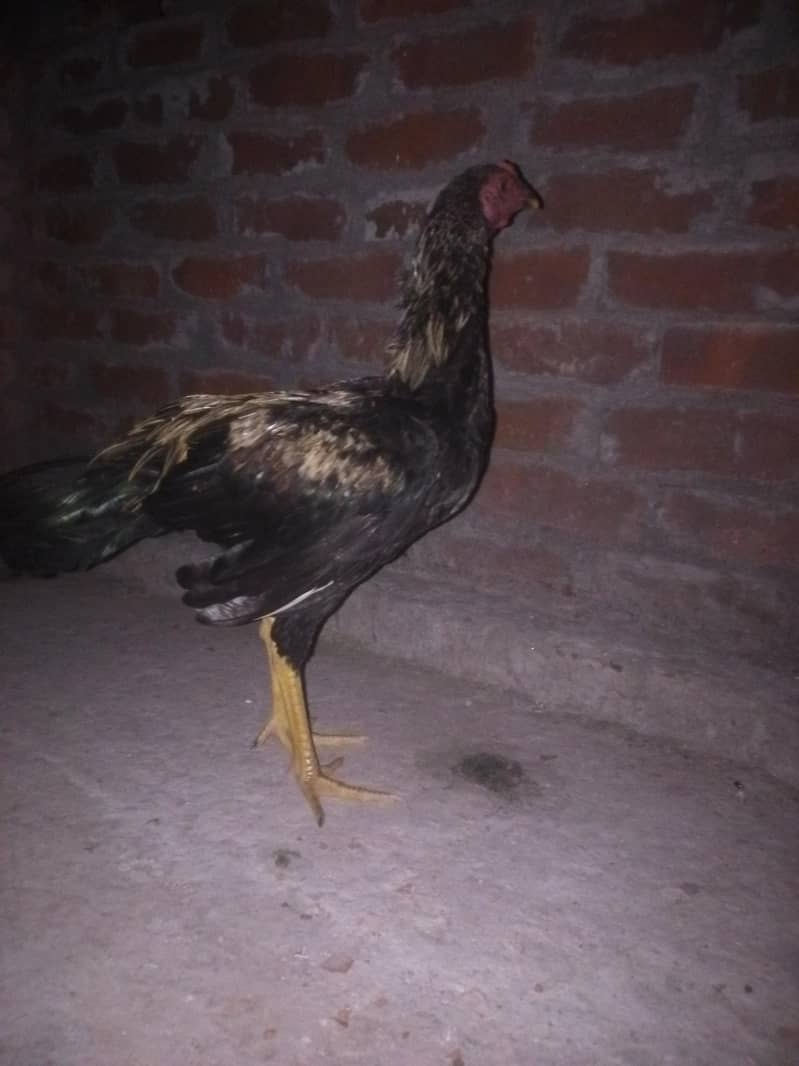 Hen's 1