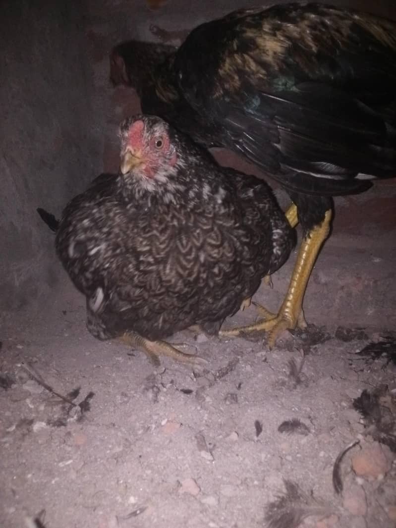 Hen's 2