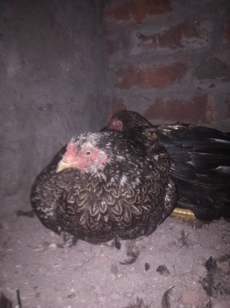 Hen's 3