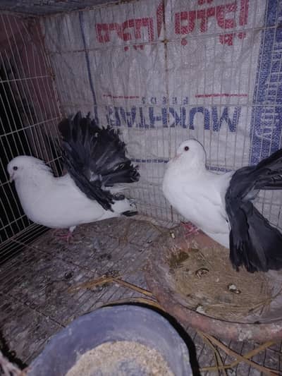 lucky red tail 4 pair