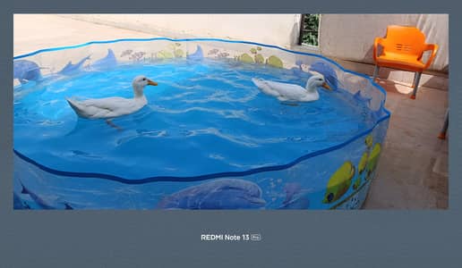 home grown healthy and active ducks