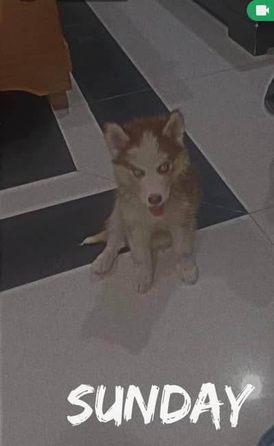 wolly coat male sibren husky male wolly coat