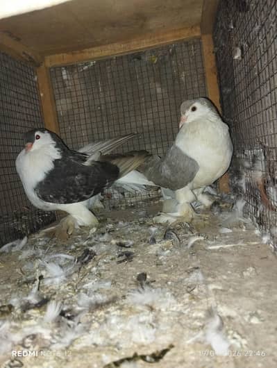 German sherazi breeder pair jambo size 03110144020
