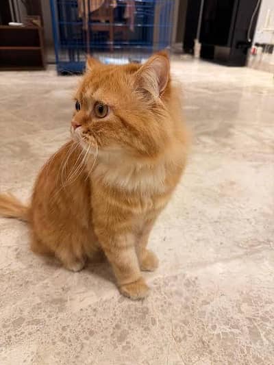 ginger persian kitten
