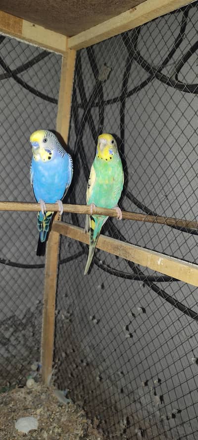 Sale Budgie