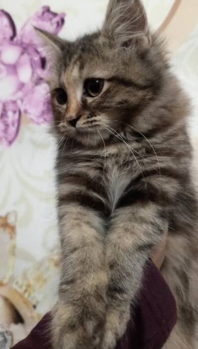 Premium Purebred Persian  Pair Available (4 Months Old)