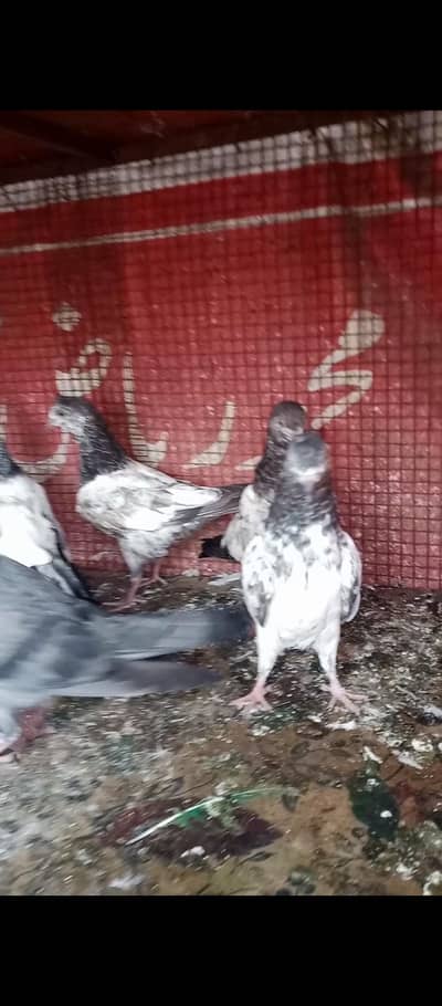baby pigeon