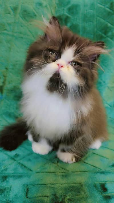 From CFA registered parents kitten available