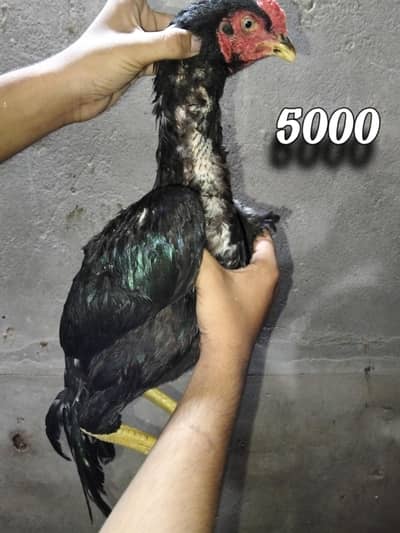 all animals sale good blood line and beautiful colours