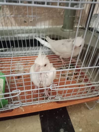 Eno white Cocktaile chick  for sale