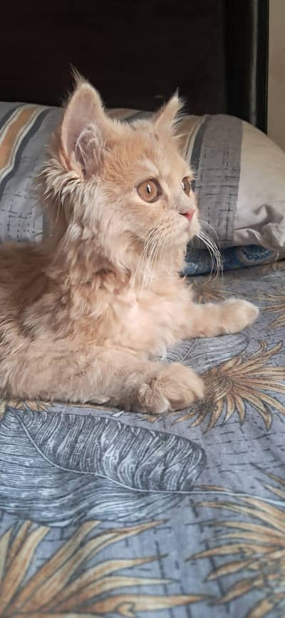 triple coated persian cat.