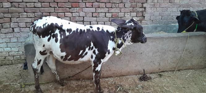 cross ferizen Sahiwal