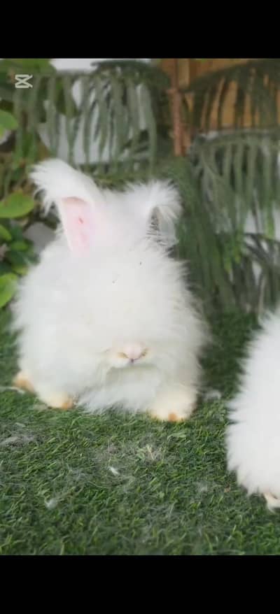 full face English angora and teddy bear dwarf imported breeds