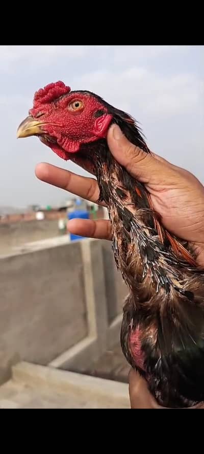 panus pakoya