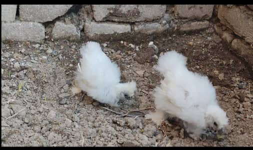 white silkie blue ear five finger chicks