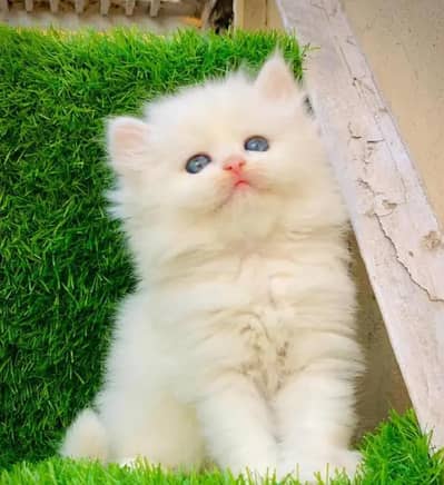 Persian kitten male