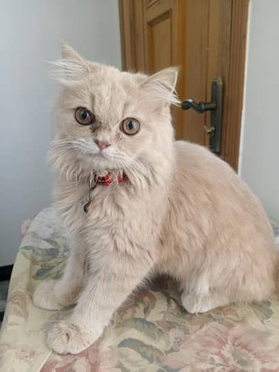 Persian cat for sale