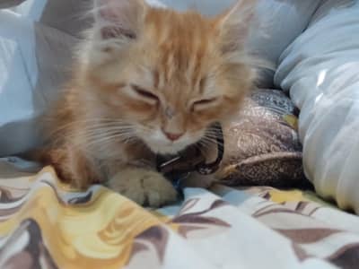 billu g