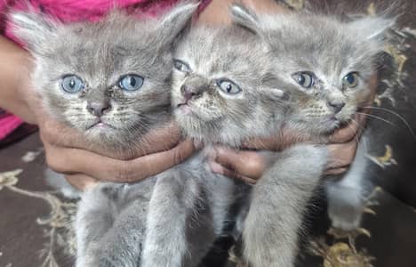 Gray-Black Kittens|Persian| 2 Males -1 Female