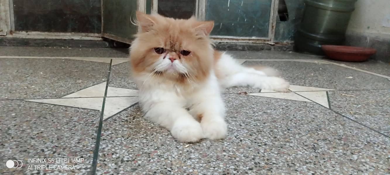 پنچ فیس میل صرف کراس کرانے کے لیے 1