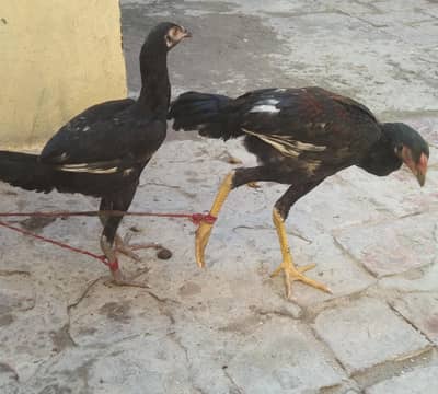 for sell aseel jori murgha or murgi