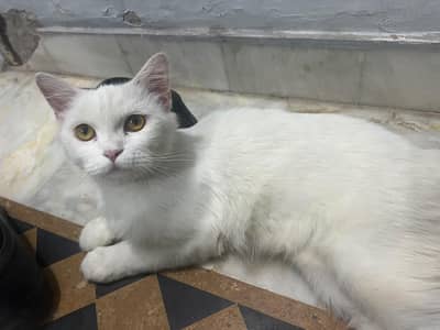 cute persian cat