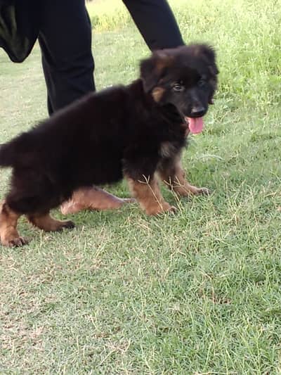 German Shepherd Puppy | Long Coat German Shepherd | GSD Long coat
