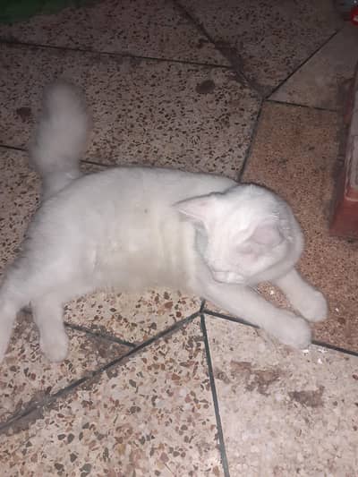 Persian white cat