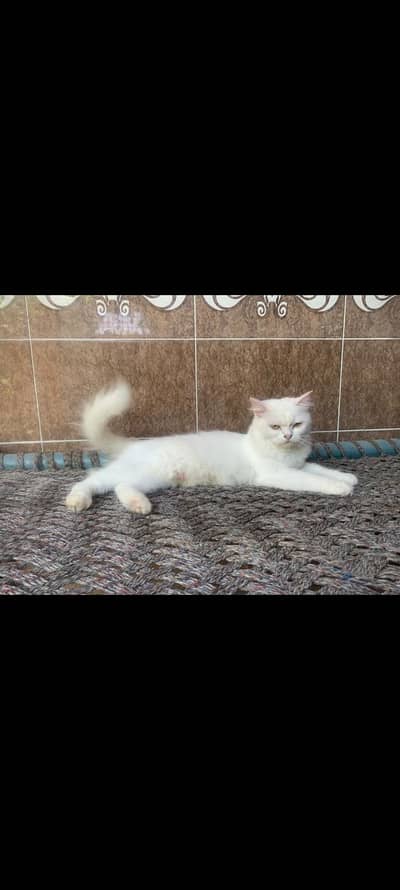 persion cat
