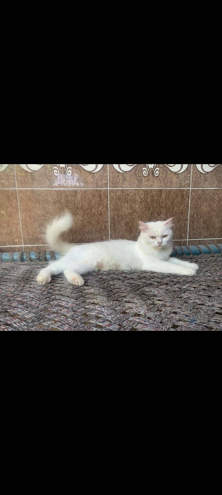 persion cat 0