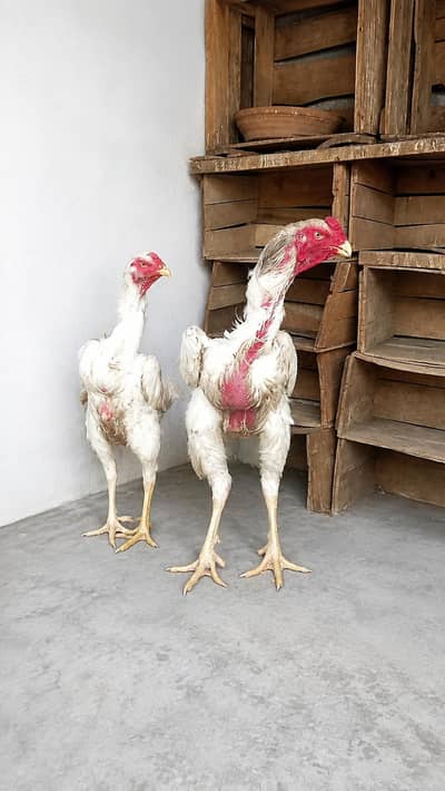japanese white oh-shamo eggs for sale location Karachi 03708615145